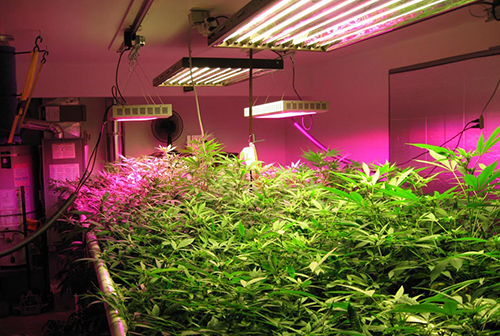 LED Grow Light For A Farmer