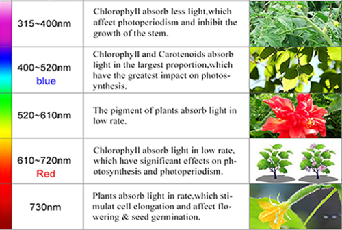 LED Grow Lights Reviews